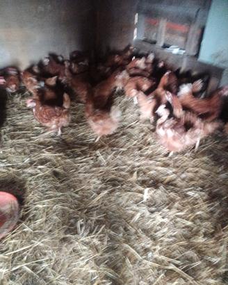 Galline ovaiole