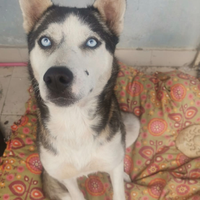 Husky in adozione