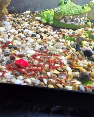 Neocaridine rosse