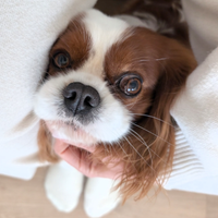 Cavalier King Blenheim con Pedigree Disponibile pe