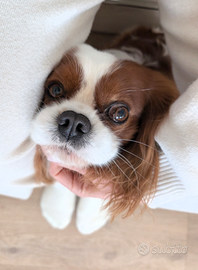 Cavalier King Blenheim con Pedigree Disponibile pe