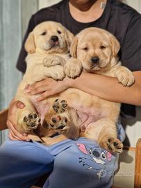 Cuccioli di Labrador - Maschietti Marina Lab