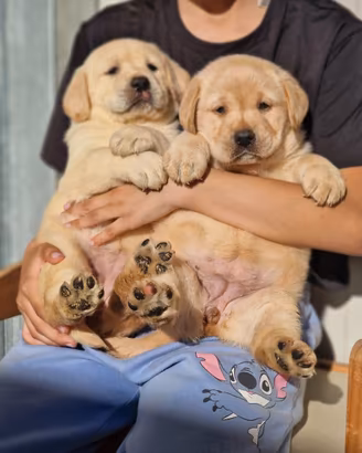 Cuccioli di Labrador - Maschietti Marina Lab