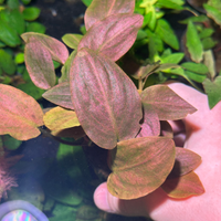 Piante pesci acquario