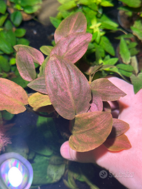 Piante pesci acquario