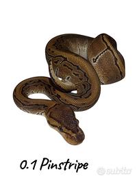 Baby 2025 pitone reale