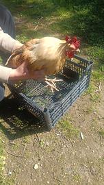 Gallo di 2 anni