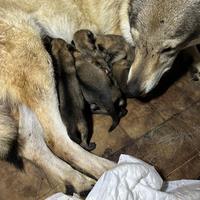Cuccioli cane lupo cecoslovacco