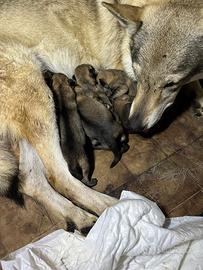 Cuccioli cane lupo cecoslovacco