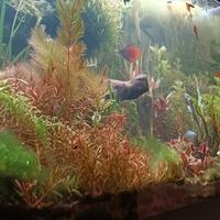 piante acquario e caridine