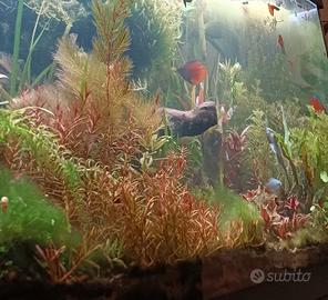 piante acquario e caridine