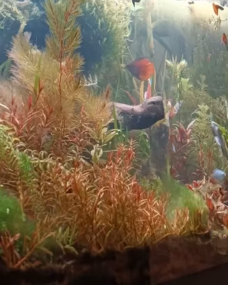 piante acquario e caridine