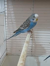 Cocoriti