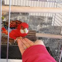 Rosella pappagallo