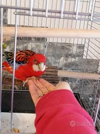 Rosella pappagallo