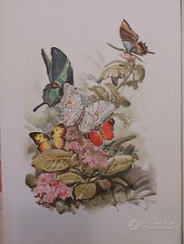 Menù Tn "Michelangelo"