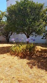 Terreno edificabile pochi Km da Otranto