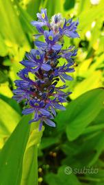 piante palustri laghetto 