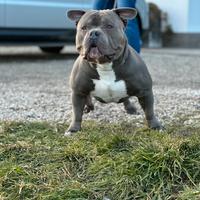 American bully per accoppiamento