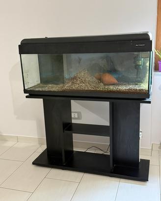Acquario