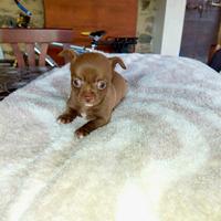 Chihuahua cucciolo taglia piccola