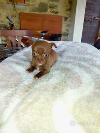 Chihuahua cucciola taglia piccola