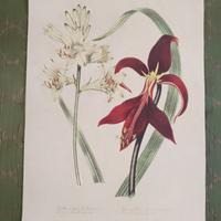 12 stampe botaniche vintage