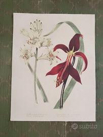 12 stampe botaniche vintage