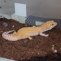 Geco leopardino