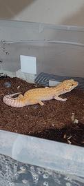 Geco leopardino