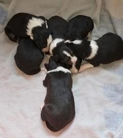 Cuccioli border collie