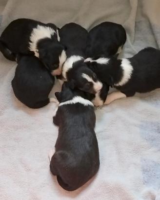 Cuccioli border collie