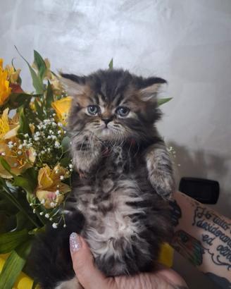 gatti persiani 
