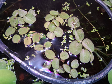 Salvinia minima