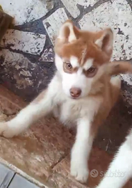 Cucciolo Siberian husky