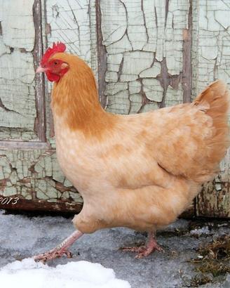 Gallina bionda