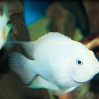 CICLIDE Amatitlania Nigrofasciata "WhITE"