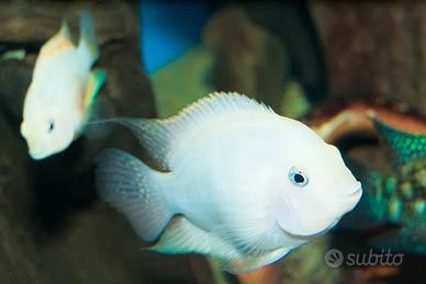 CICLIDE Amatitlania Nigrofasciata "WhITE"