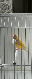 diamante del GOULD SATINÈ 