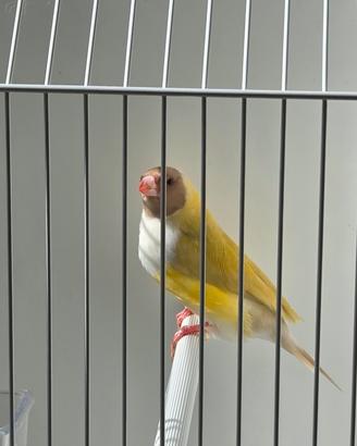 diamante del GOULD SATINÈ 
