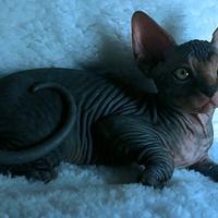 Sphynx trasporto in tutta italia