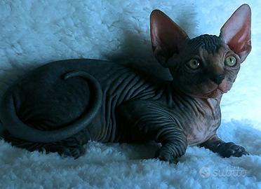 Sphynx trasporto in tutta italia