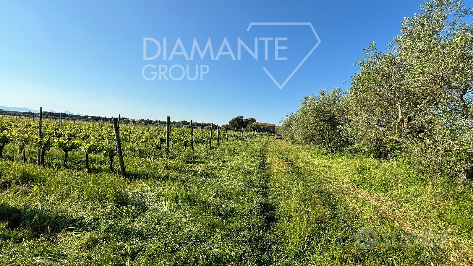 Vigneto in produzione di 9 ettari circa - Vista 3