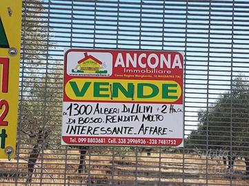 ULIVETO Rendita MOLTO INTERESSANTE