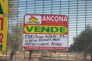 ULIVETO Rendita MOLTO INTERESSANTE