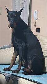 Dobermann per monta