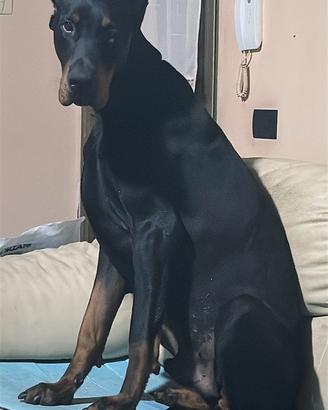 Dobermann per monta