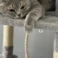 Scottish fold per accoppiamenti