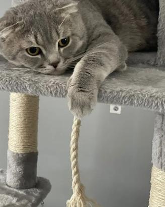 Scottish fold per accoppiamenti