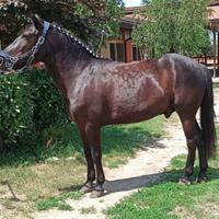 Doppiopony salto ostacoli